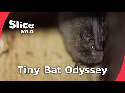 The Secret Odyssey of Europe’s Bats | FULL DOC | SLICE WILD