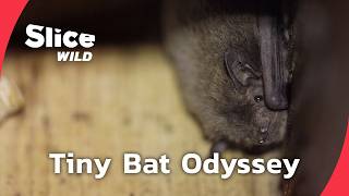 The Secret Odyssey of Europe’s Bats | FULL DOC | SLICE WILD