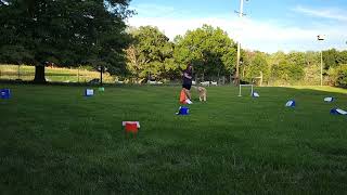 AKC Virtual Rally - Advanced Course #2