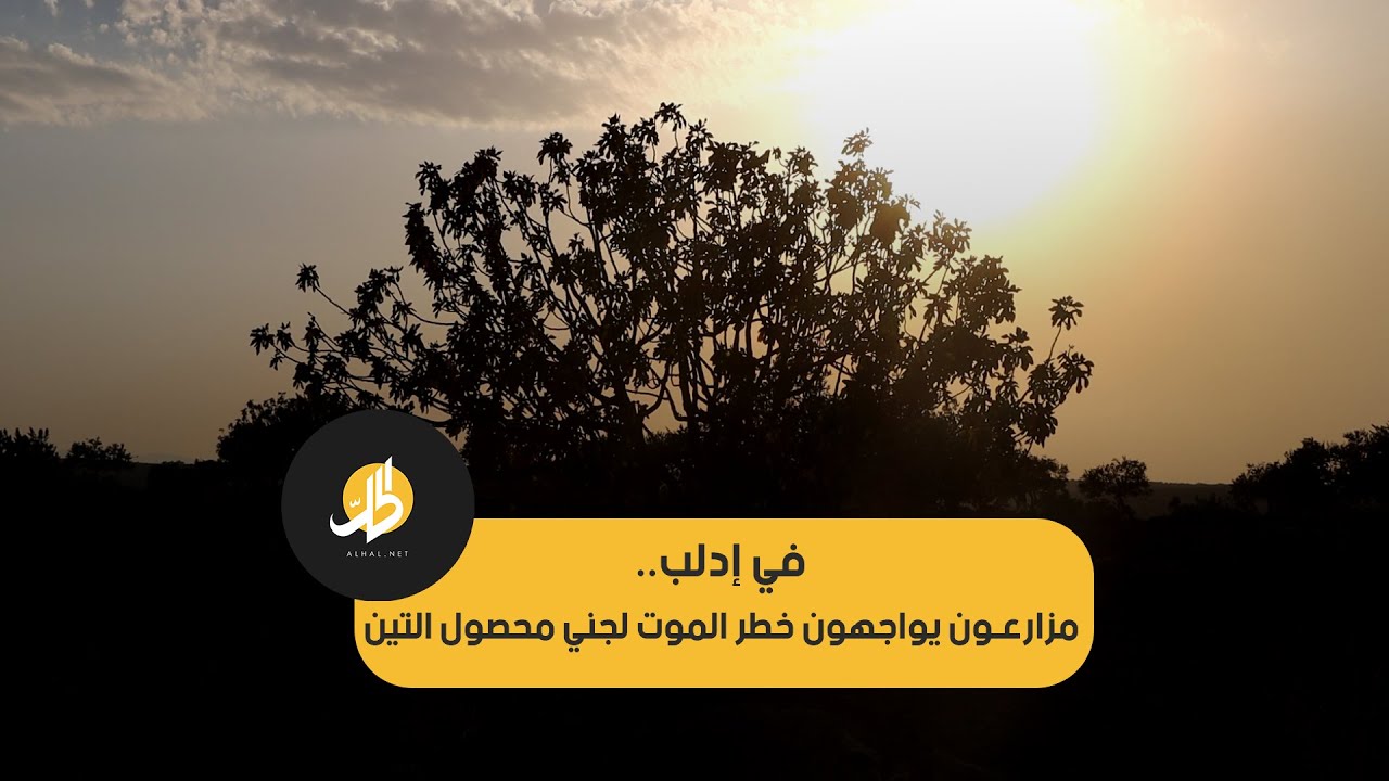 في إدلب.. مزارعون يواجهون خطر الموت لجني محصول التين