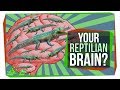 No, You Don't Have a "Reptilian Brain"