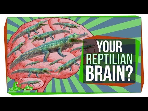 Video: Welk deel van het drie-enige brein verbindt ons met dinosaurussen?