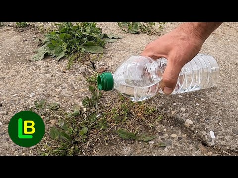 Kako se rešiti korova? Evo koja su prirodna sredstva efikasna