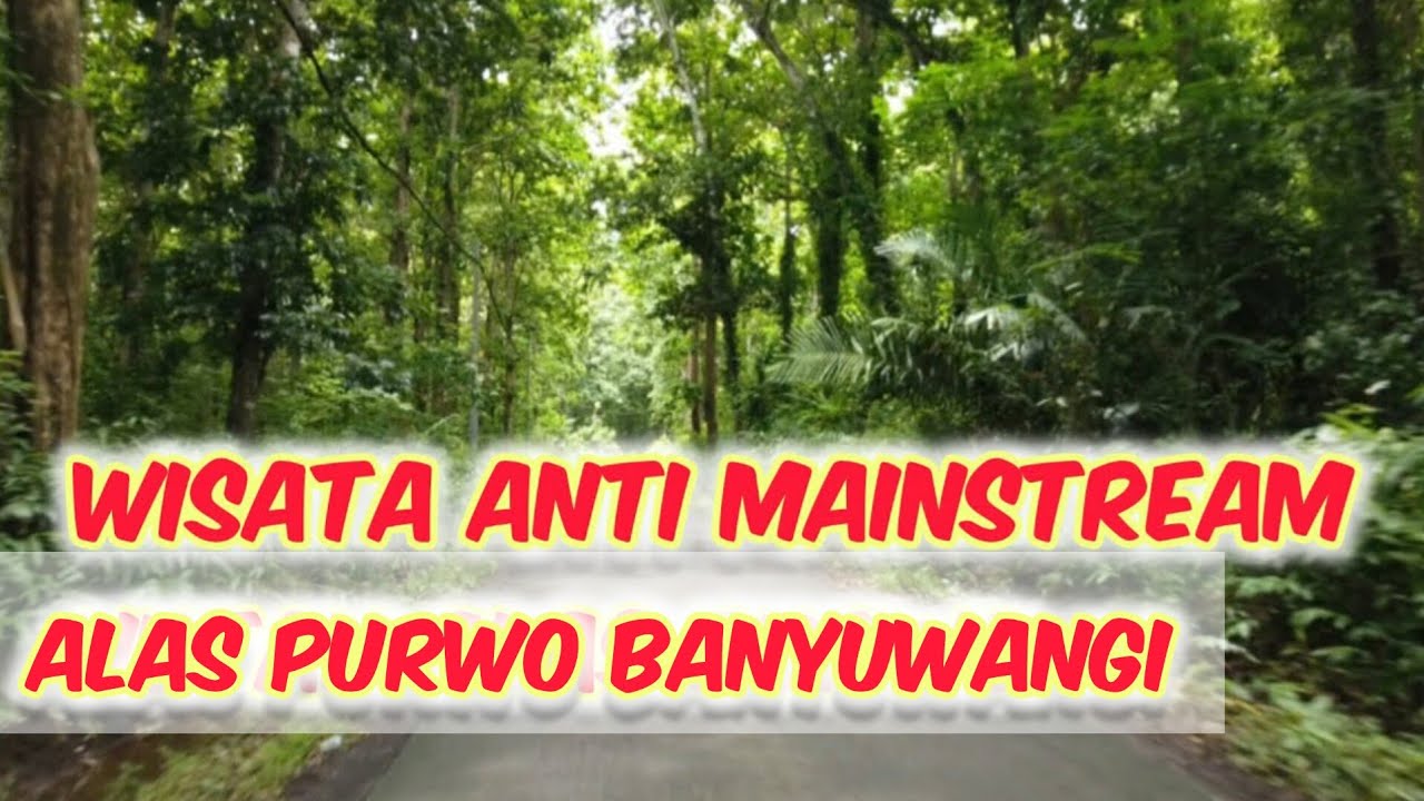 TN Alas Purwo 2025 | Menelusuri hutan yang terkenal angker