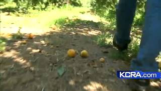 Local peach growers face labor shortage