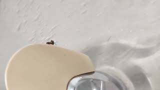 two flies