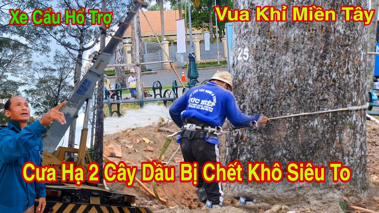 Vua Khỉ Miền Tây Cưa 2 Cây Dầu Siêu To Bị Chết Khô Thế... - youtube