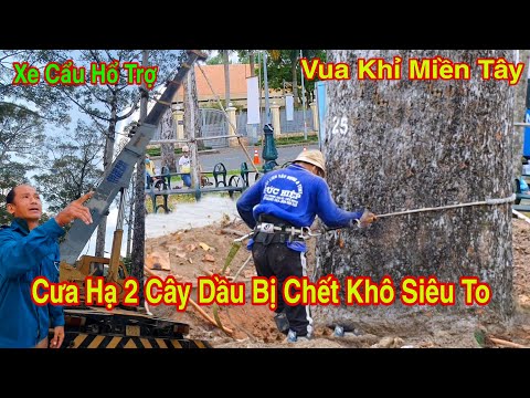 Video Vua Khỉ Miền Tây Cưa 2 Cây Dầu Siêu To Bị Chết Khô Thế... - youtube