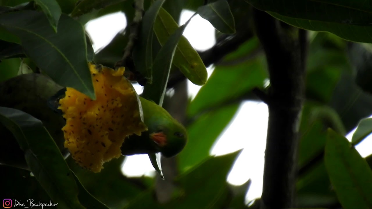 Great hanging parrot