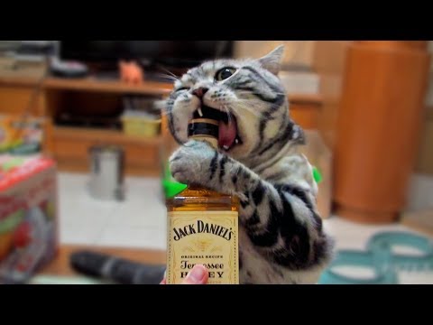 愛上威士忌的酒鬼貓 whiskey cat
