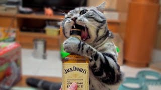 愛上威士忌的酒鬼貓 whiskey cat