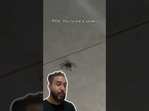 A aranha tomou um SUSTO? 🕷️