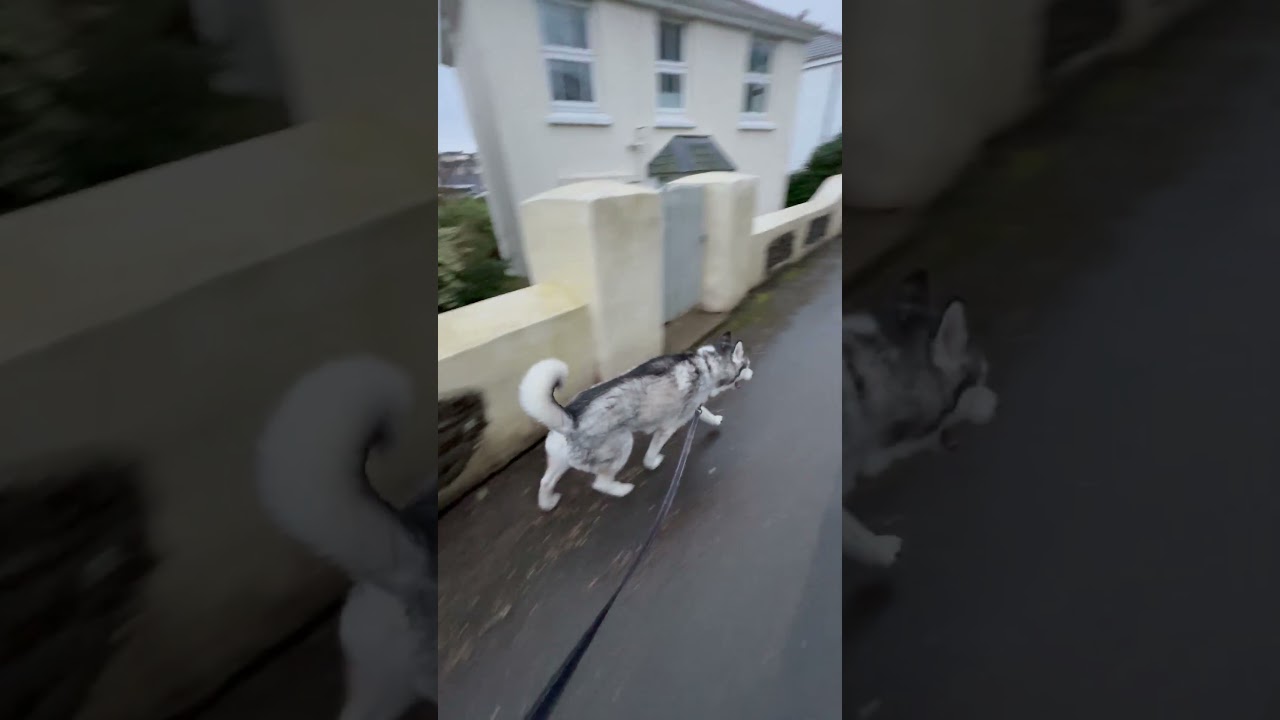 Countryside walk with a husky 🐶 - Shan Ali XO