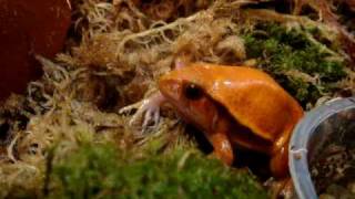 tomato frog tomato frog