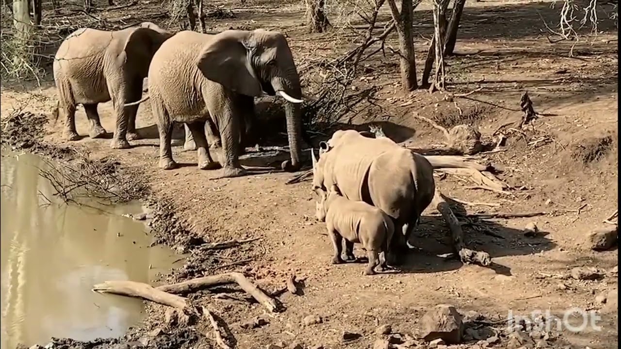 Elephant vs Rhino 🐘🦏 | Jungle’s Most Powerful Clash!