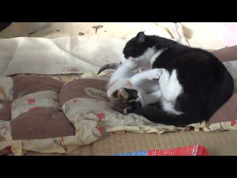 やんちゃな子猫