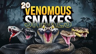 Most Poisonous Snakes | Top 20 Venomous Snakes Around the World