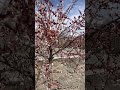 Beautiful spring blossom in Hunza 🌺 #travel #mountains #pakistan #nature #snow #shorts