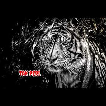 Story macan putih ( tak perlu sombong ) #short #viral #storywamacanputih