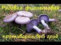 Противоречивая рядовка фиолетовая.