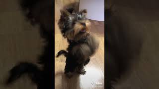 Yorkshire Terrier Mrvincent Greench Dlgb 