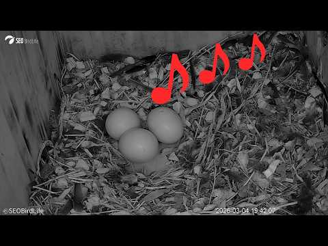 🐣🎶 ¡POLLITO PIANDO DENTRO DEL HUEVO! 🐣🎶. Cárabos de Toledo, Castilla-La Mancha.
