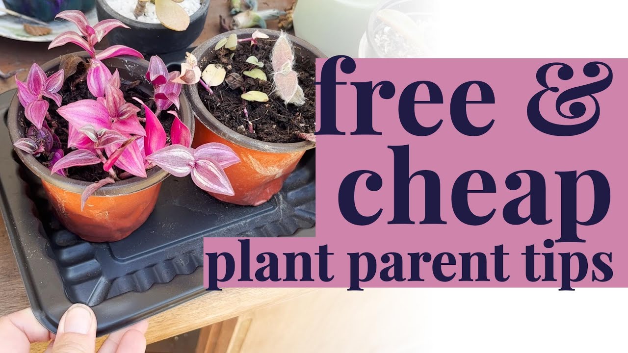 Plant & Garden tips on a budget! Free & cheap plant parent hacks YouTube