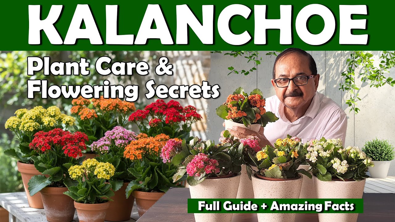 All about KALANCHOE Plant I Secret to Get thousands of flowers from Kalanchoe #kalanchoe