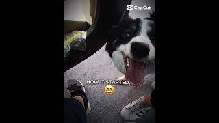 Download Lagu Bro want's eat me leg😤🥀#dog#brainrot MP3