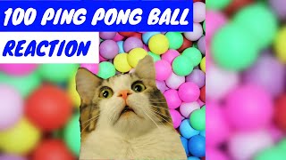 Cats React to 100 Ping Pong Balls (2019) | Funny Cats Videos by Pet Moments 1,256 views 5 years ago 1 minute, 38 seconds