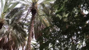 دحيم الحماد ١٤٤١هـ تلاوة من سورة نوح