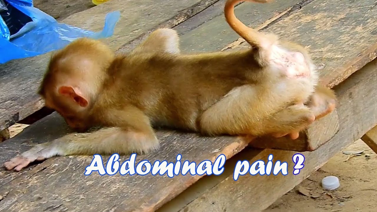 What happen on baby monkey Axel-Why orphan Axel lay body on bed like this