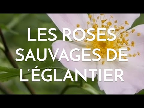 Vidéo: Rose May (églantier): description, photo