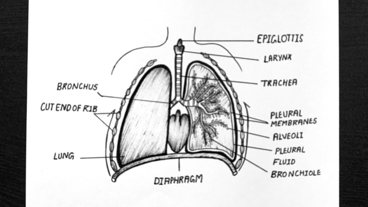 Diagram Of Human Respiratory System || How To Draw Human Respiratory