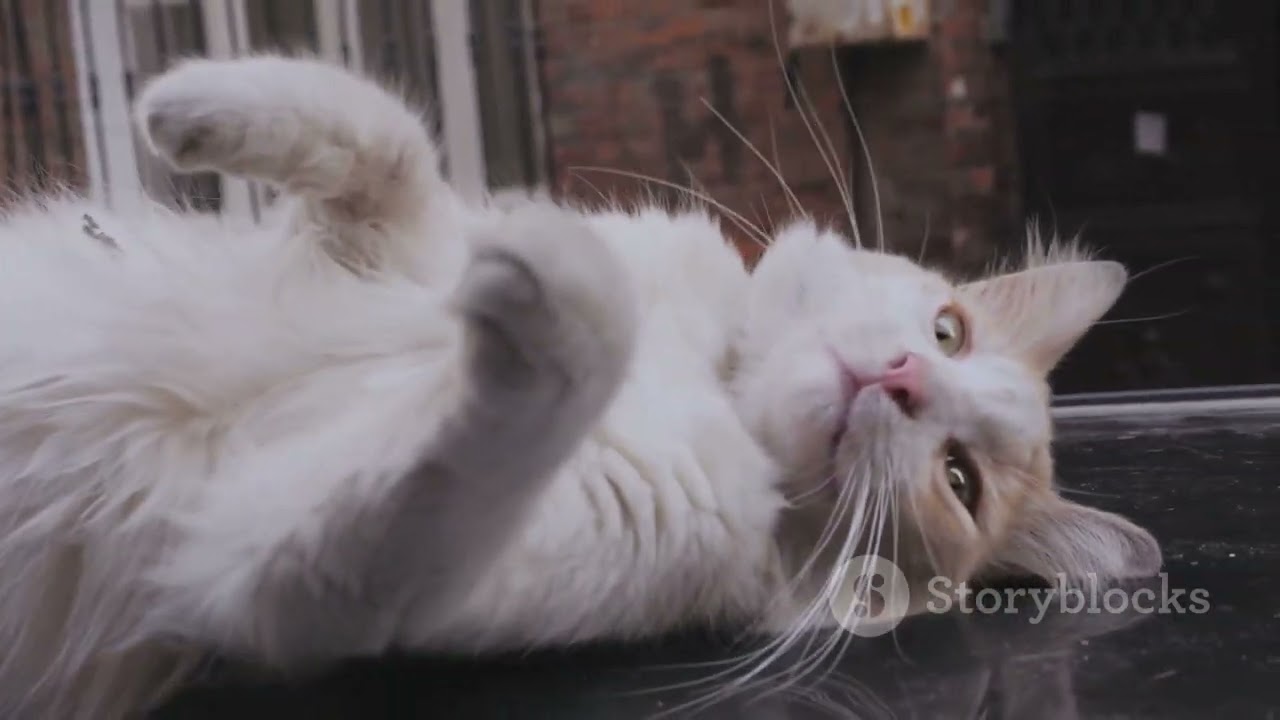 4 Purr-fect facts about cats