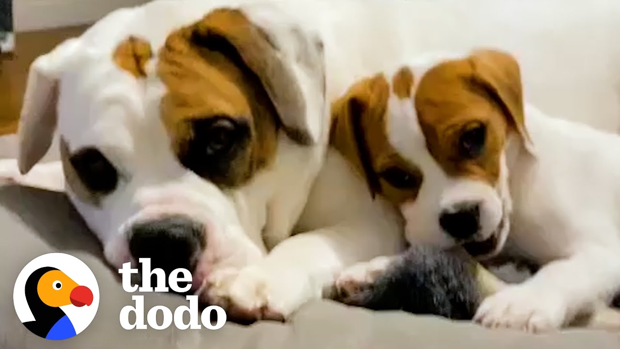 Puppy Sits On Her Big Brother's Head To Steal His Bones | The Dodo