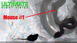 Snake-Striking Muis Weergegeven Door Thermische Beeldvorming Live Voeding