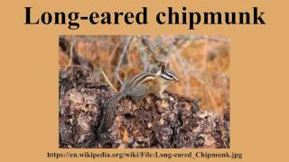 Information Long-eared chipmunk News