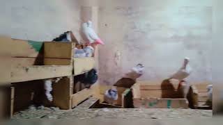 My First Vlog Birds Mini Zoo