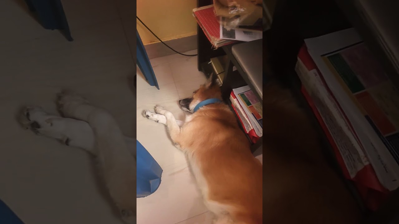 This Is How Dukku Sleeps 🐶💙 | Deep Sleep