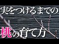 【桃】実を付けるまでの1年のサイクルと育て方を簡単に教えます