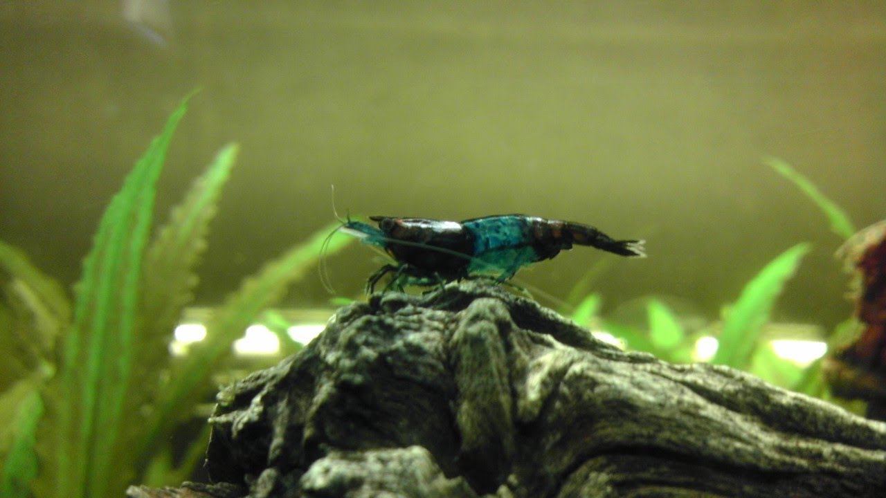 How to Breed Shrimp Using RO/DI Water or Distilled Water in a Shrimp