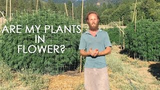 Cannabis in Flower: How to Spot it and What to Do