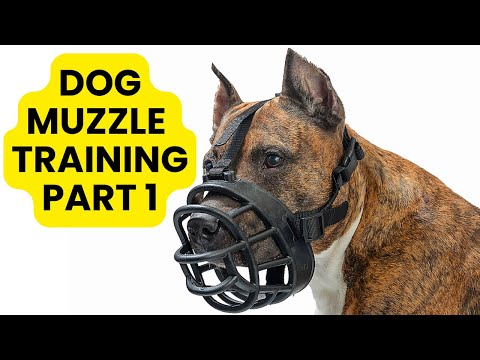 Teach Your Dog to Wear a Muzzle (Muzzle Training Part 1)