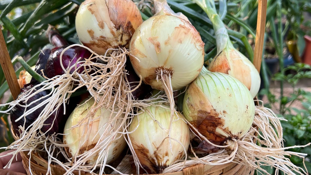 COMO PLANTAR CEBOLA EM VASO, VEJA A INCRÍVEL COLHEITA QUE FIZ
