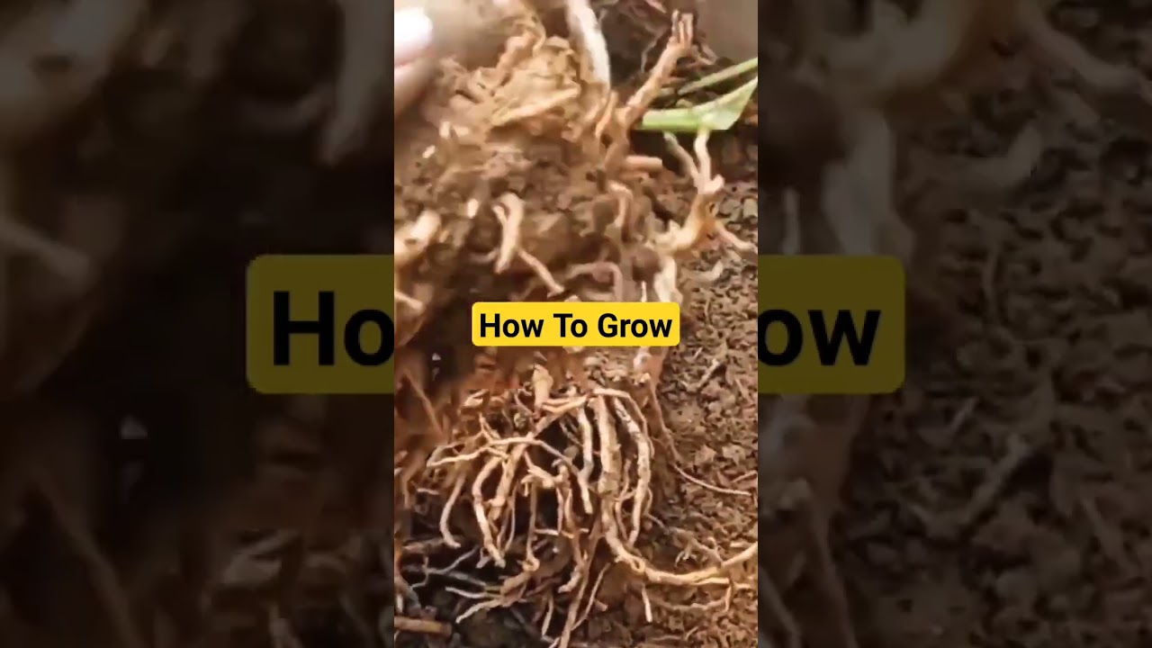 How to grow amazon lily 