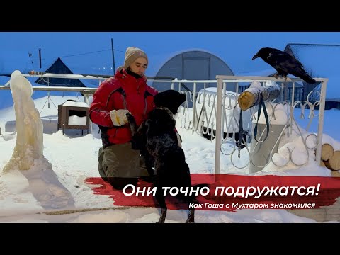 Прогулка собаки с вороном. Новые отношения и знакомство!