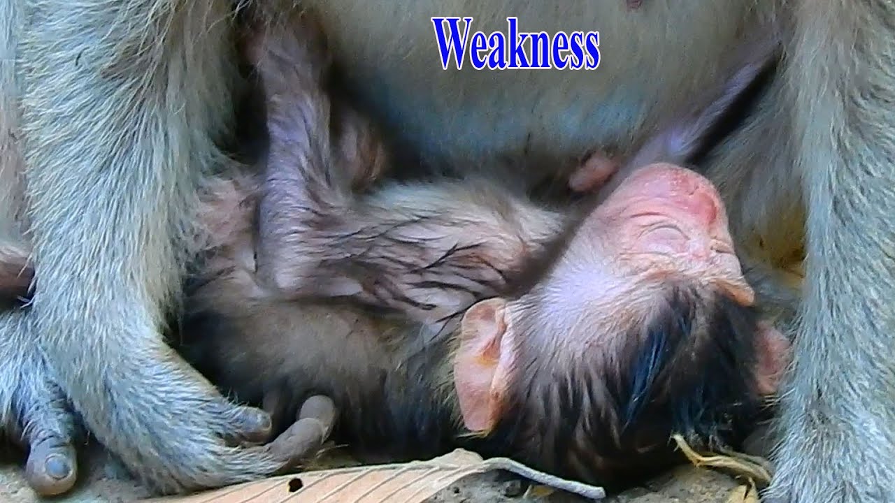 Duchess's newborn so weakness can't hug mummy up! Newborn need best warming by mom Duchess