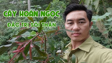 Cây Thuốc Nam Hoàn Ngọc Đặc Trị Sỏi Thận | Lương Y Triệu Quang