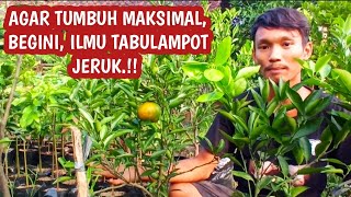 Cara Tabulampot Jeruk